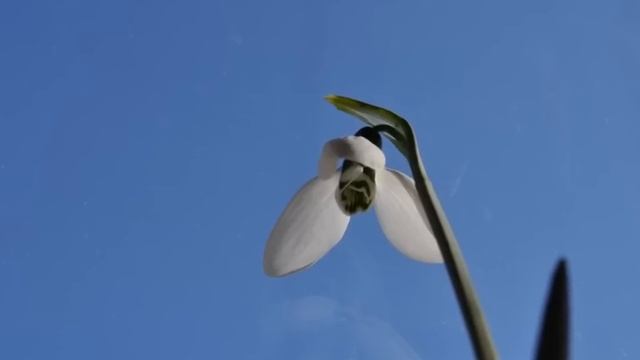 Flori, Flori, Flori...