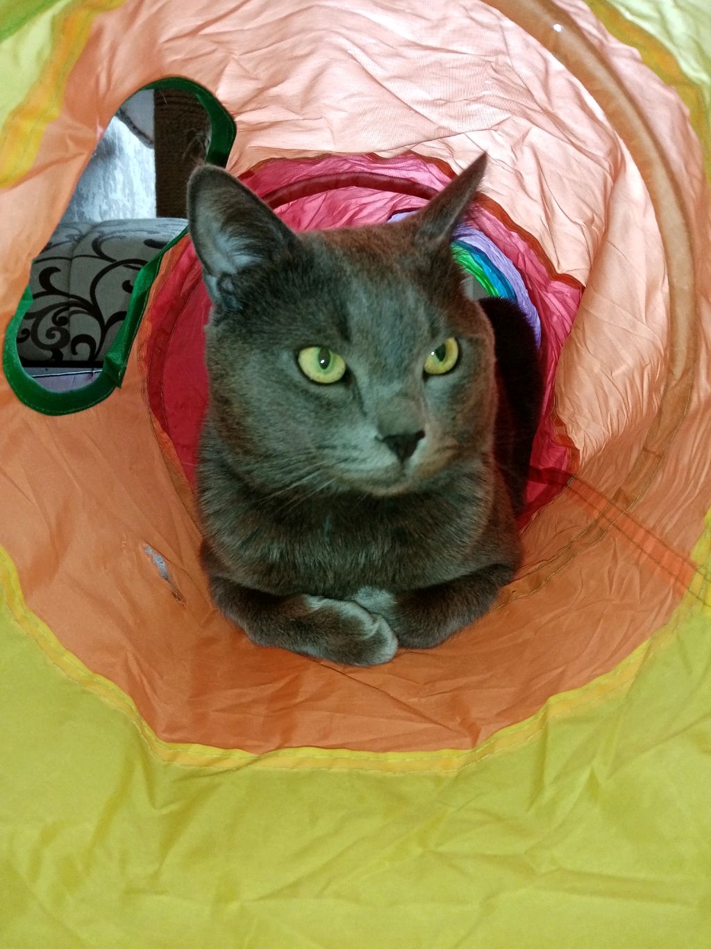 597aaf834cfada08616a5ccd4f5075c9