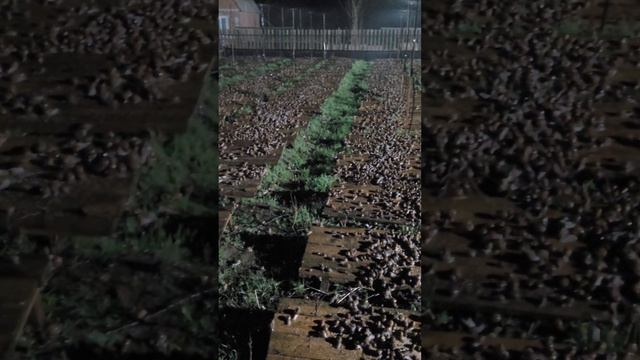 Выпустил недорост улитки Maxima в поле.