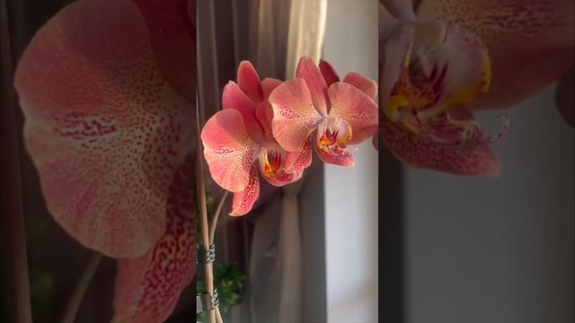 280. Похитительница ОРХОсердец. Первое цветение. Орхидея Сердце Дракона / Phalaenopsis Dragon Heart