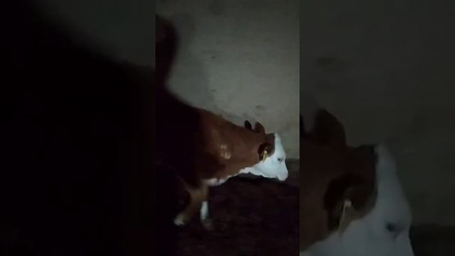 шошилинг симентал бузокларни зори арзон нархда 998995110663.sotildi Raxmat Xammaga