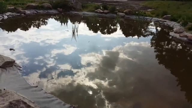 Киевский ботсад: водоемы в ужасном состоянии