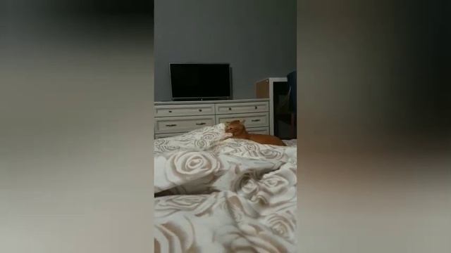 Кот кусает хозяина