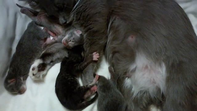 Cat And Her Four New Born Kittens :) Мама кошка и её новорожденные котята.
