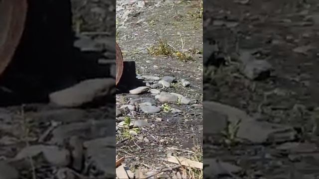 Медведь пришёл порыбачить