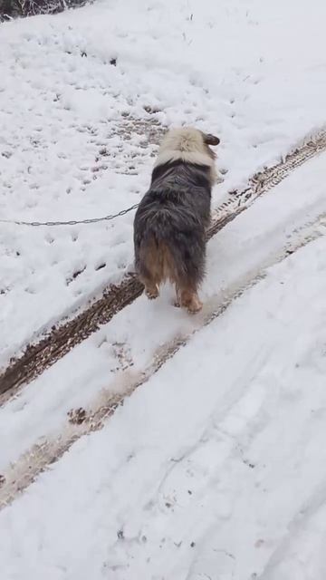 Крон в шоке!