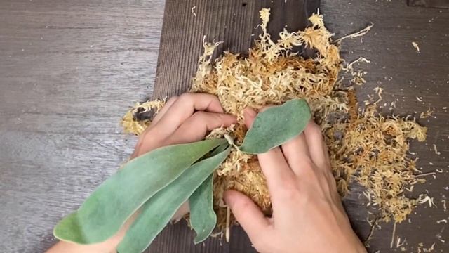 ビカクシダ　オモ‼️ポイントは胞子葉にかける糸‼️ 貯水葉も、コンポストもない株の板付け🍀 難しい2株に悪戦苦闘😱 Platycerium OMO