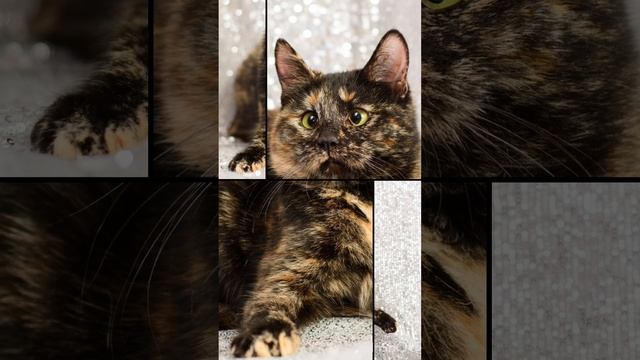 Я люблю кошек и очень сильно хочу чтобы они были в хороших руках ♥️