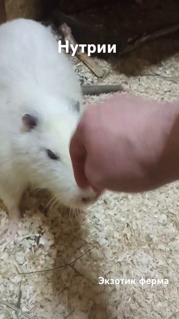 Нутрии на экзотик ферме