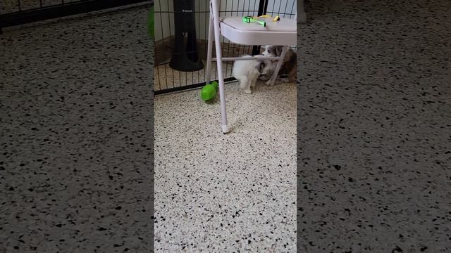 Cute Puppy Video Cosmo Mini Sheepadoodle Woodlotcompanions
