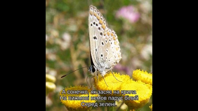 ЧАЙ З МЕТЕЛИКОМ фотовірш для дітей