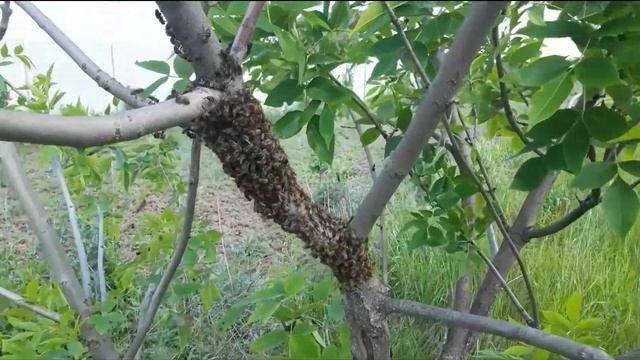 52f8ce5297e16b09623d588fb4444b00