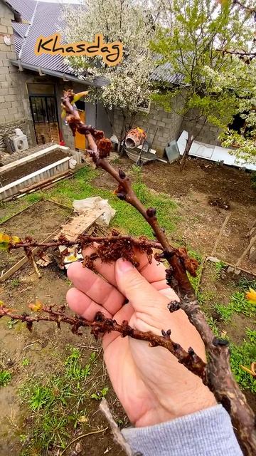 Просто погиб урожай