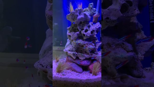 School Of Neon Tetras