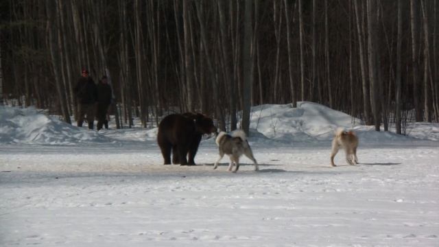 Состязания по медведю