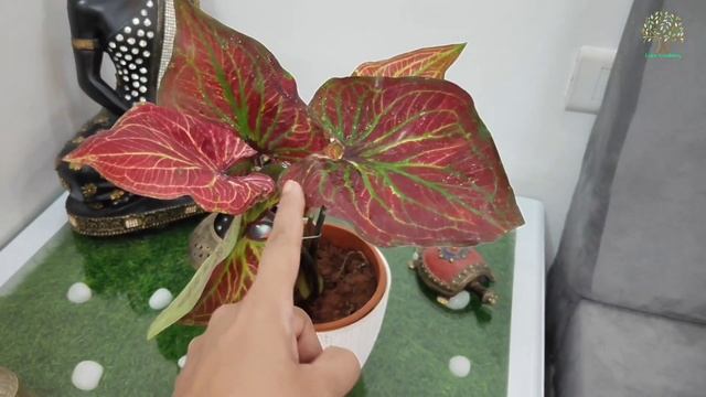 Caladium Heat Of Jesus | Caladium Plant Care | Angel Wings Plant | Caladium Plant Kese Ugae