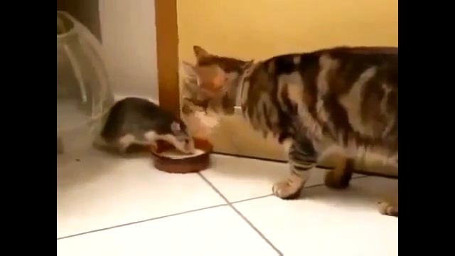 Наглый крыс  Наглость второе счастье!