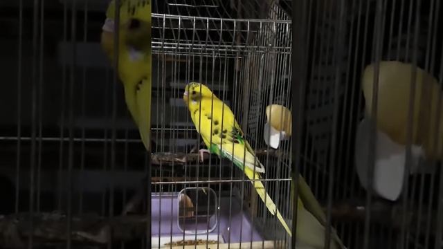 Попугайпоетподпеснюигорька