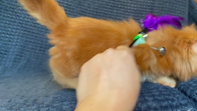 Quintessa Paw  Winner