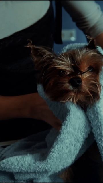 Смотрите, как преображается песель после груминга.