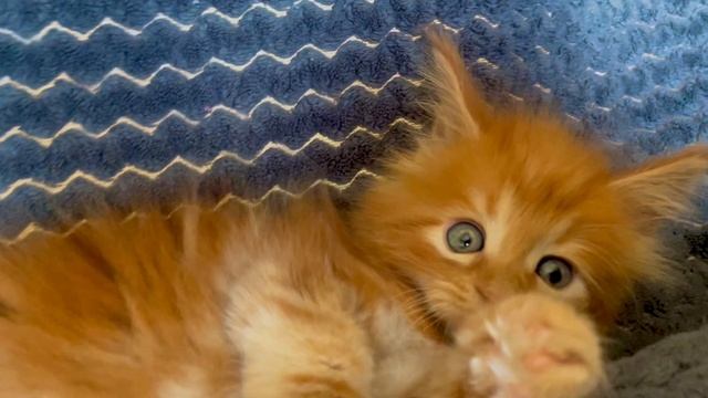 Quincy Paw  Winner 🐾