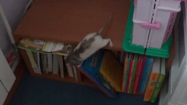 крыса в квартире