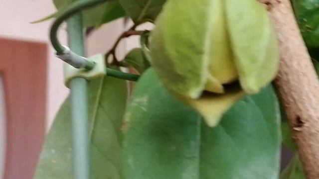 Анонна Муриката.