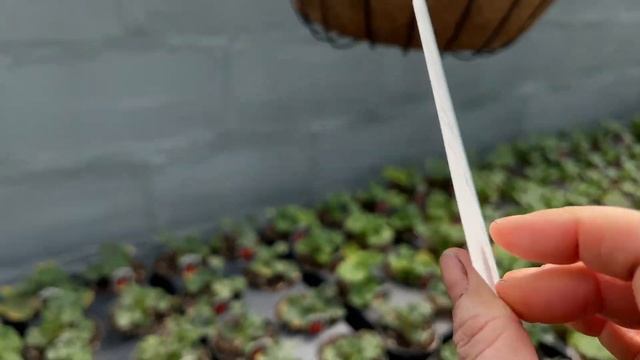 C6d3677998bbd0932767d6c906934a52