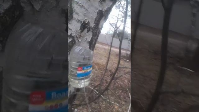 за берёзовым соком