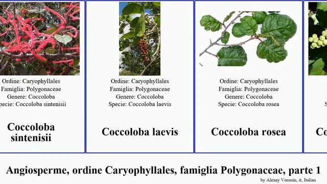 Angiosperme, Ordine Caryophyllales, Famiglia Polygonaceae, Parte 1 Eriogonum Coccoloba Fallopia
