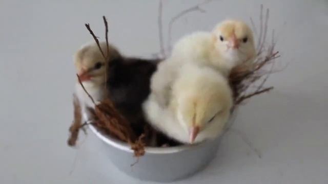 Farm Animals Funny Moments : Fish,goose,pig,cow,chicken,duck,horse,cat,sheep : Animal Sounds