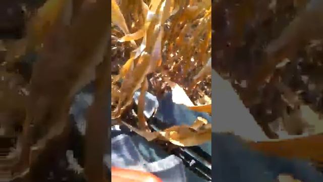 Уборка кукурузы