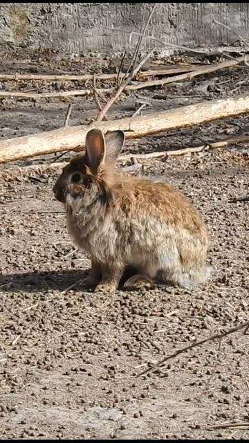 BROWN RABBIT - CONEJO MARRÓN #shorts #short #rabbit #conejo #wildlife