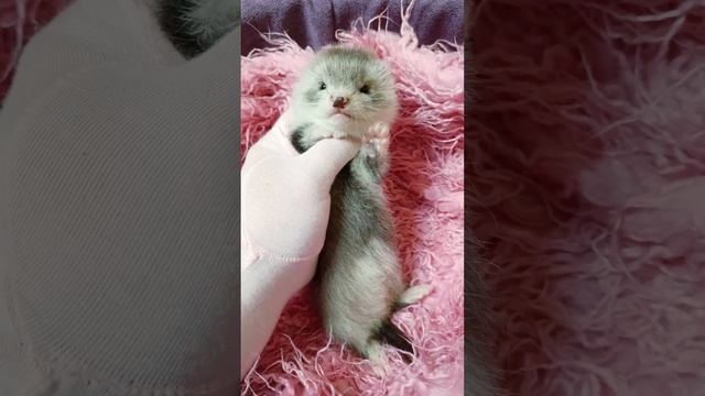 хорёк девочка ангорка #ferret