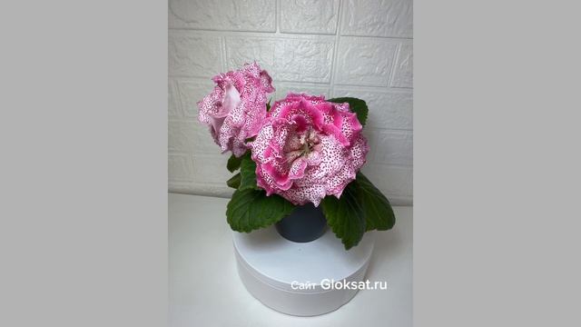 Affa4fe275c6ff8a0772ae7e19d3b78f