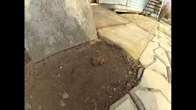 Ежегодная весенняя миграция жаб через наш участок