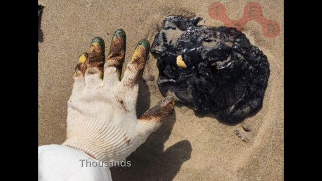 The Volunteers Of Anapa 2024-2025: Cleaning Up The Coast, Healing Hearts