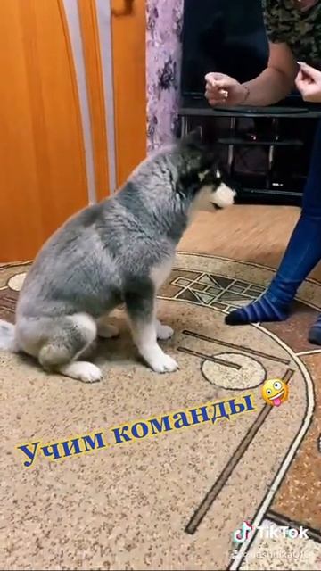 Хаски 8 месяцев хулиганит не хочет выполнять Команды 🤪 Роксана)