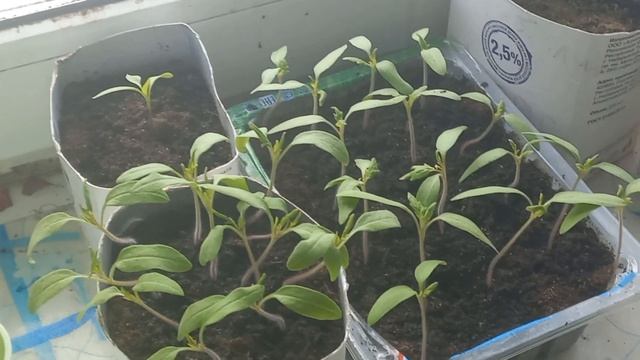 10 марта 2024 г. Варю мясо и сало, вкусно! Курам картошка. Рассада растёт. Боня нежится.