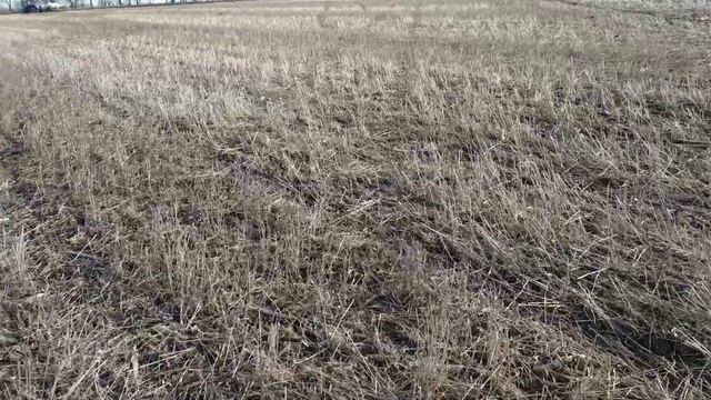 NO-TILL посів гірчиці 2021