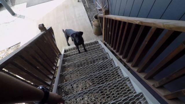 Labrador Dog Training - Fear Desensitization