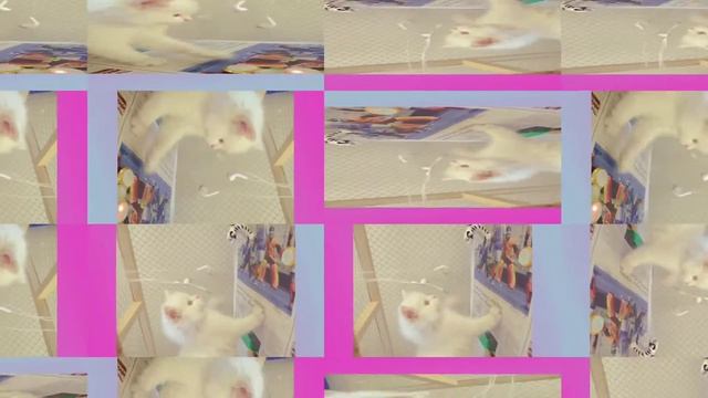 Kitten's First Day At New Home | Baby Tess Is Nervous