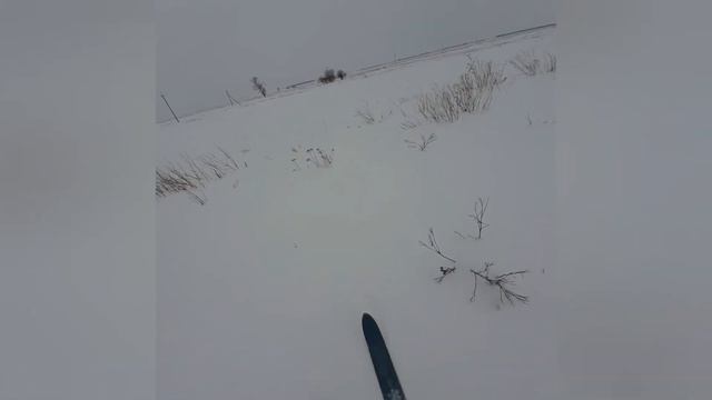 Вечерний выход на зайца.  25.01.2021.