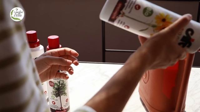 PLANT SHOPPING: 10 Errori Quando Compri Una Pianta Nuova