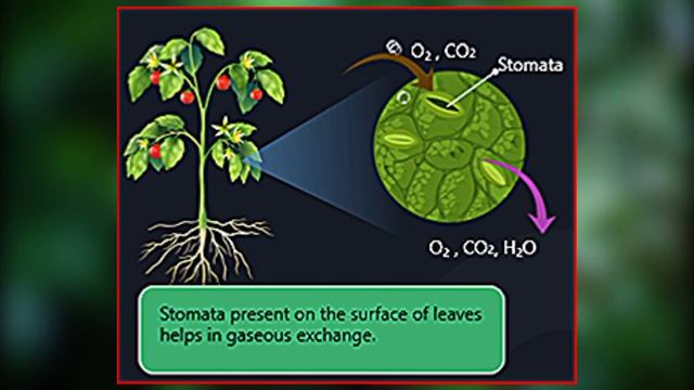 What Is Stomata?