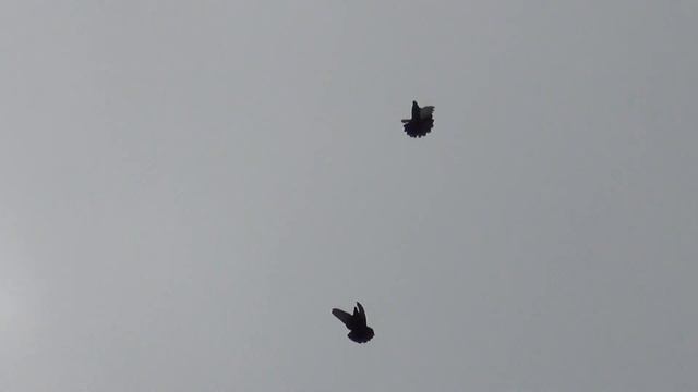 Николаевские голубята 15 06 2018г подкидушка тёмный и сизый