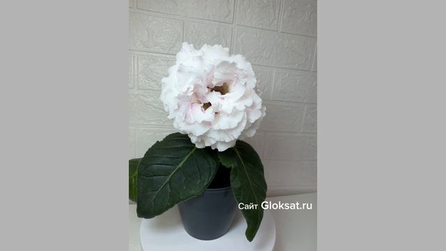 25779f91dee2f5a07921d90ddb0e442c