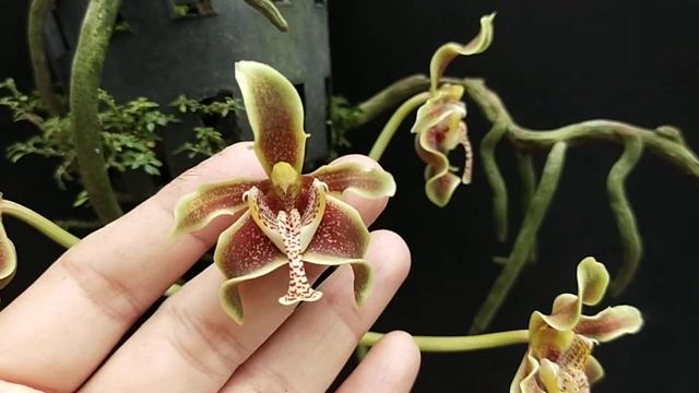 Paraphalaenopsis labukensis