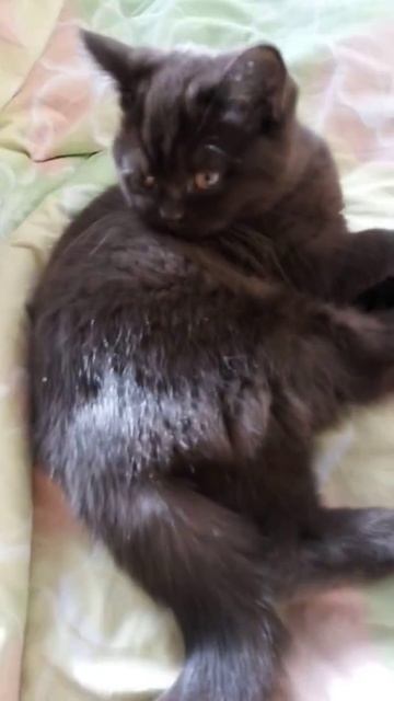 Шоколадный британский котёнок Quickly умывается