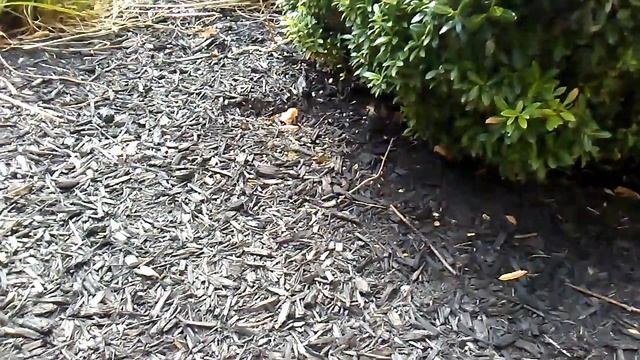 Late September 2022 Wasp Nest Finds.